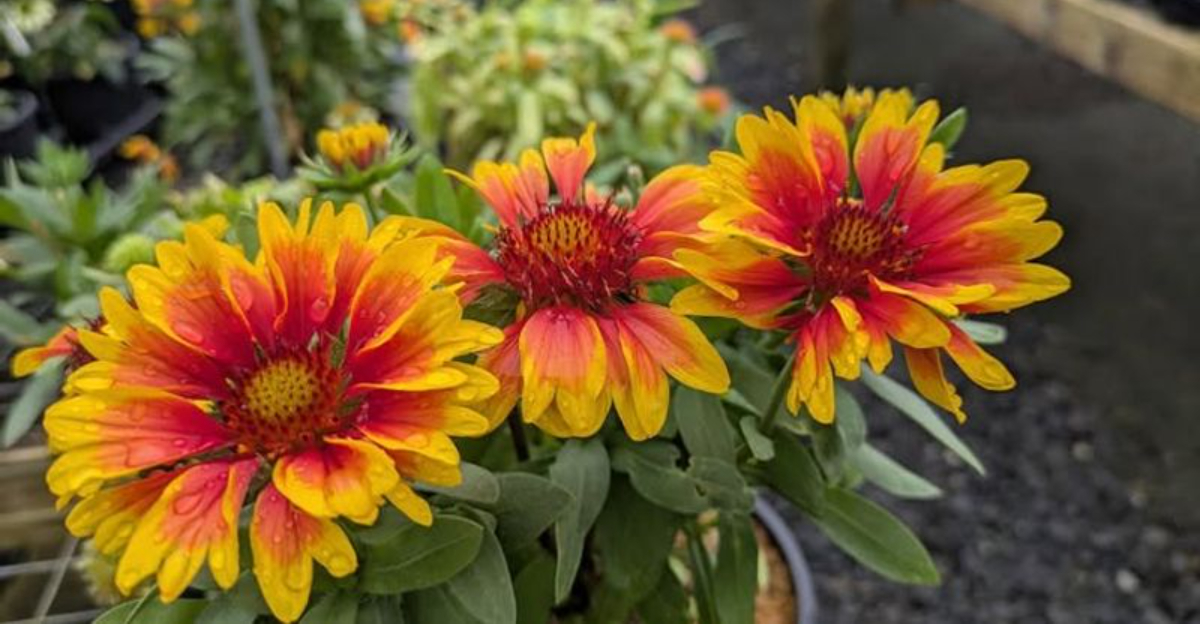 10 New Plants Arriving At Texas Garden Centers Next Year