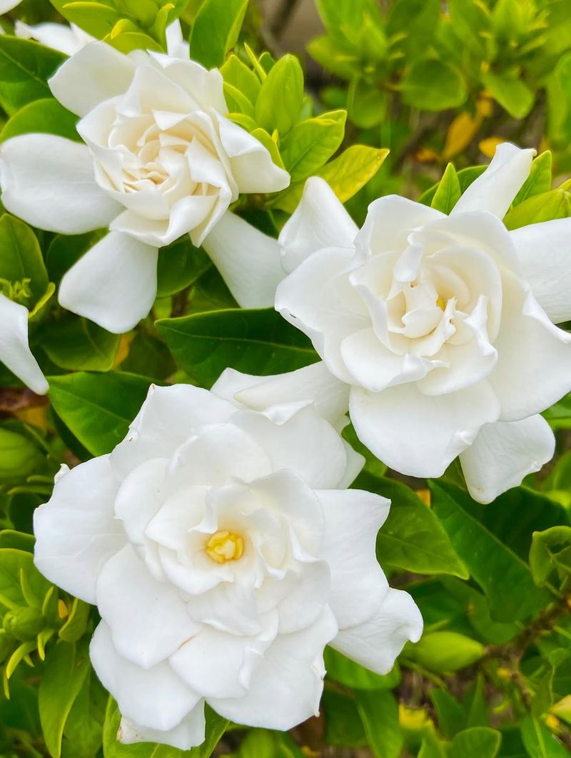 Gardenias