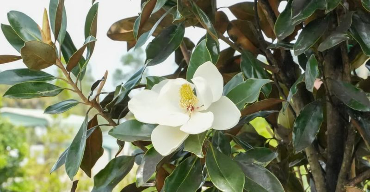 southern magnolia flower