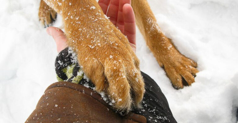 dog paw in winter yard