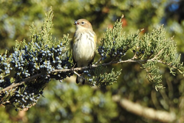 red cedar tree and a bird