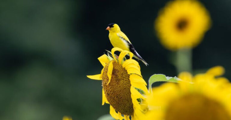 bird on sunflower
