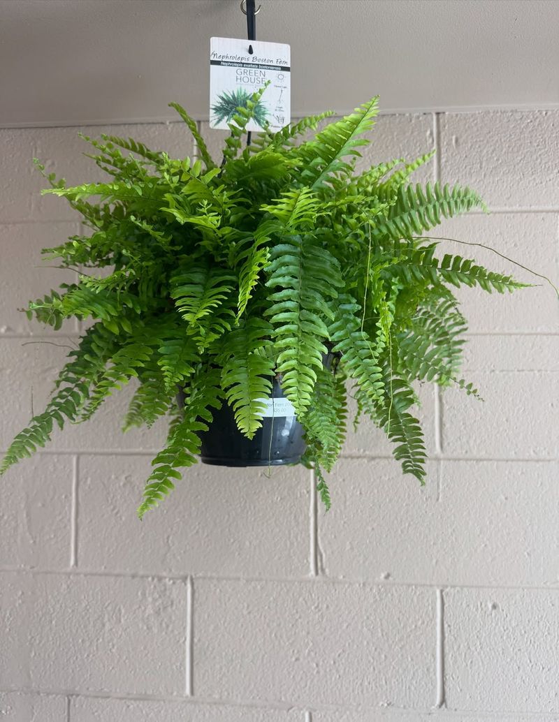 Boston Fern