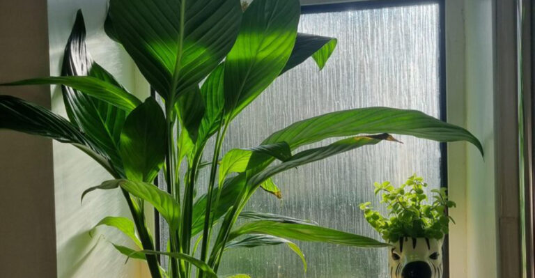 peace lily in bathroom