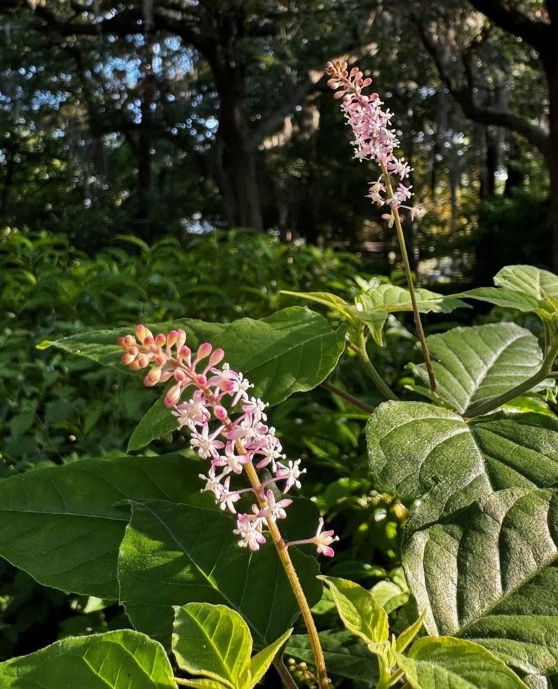 Mint (Peppermint And Spearmint)