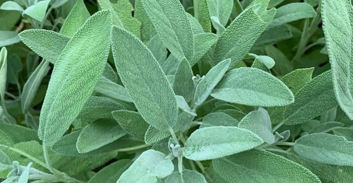 10 Plants Virginians Rely On To Keep Rats Out Of Their Yards Naturally