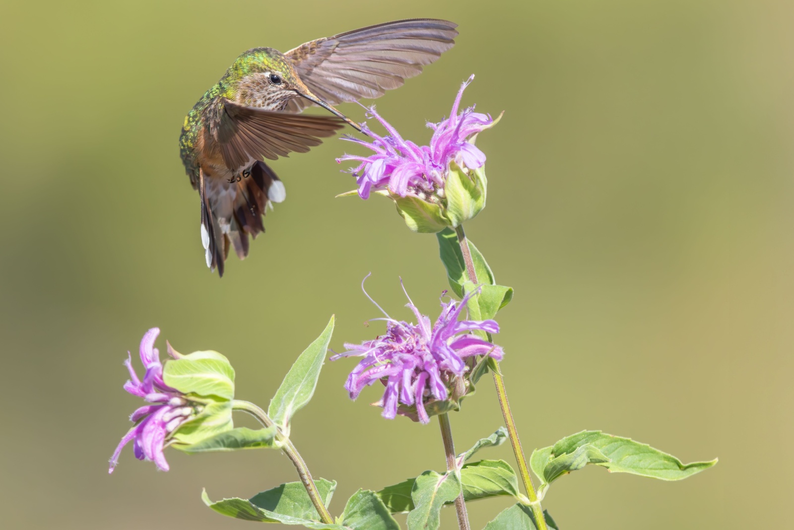 10 Plants You Should Grow By A Bird Feeder In Wisconsin