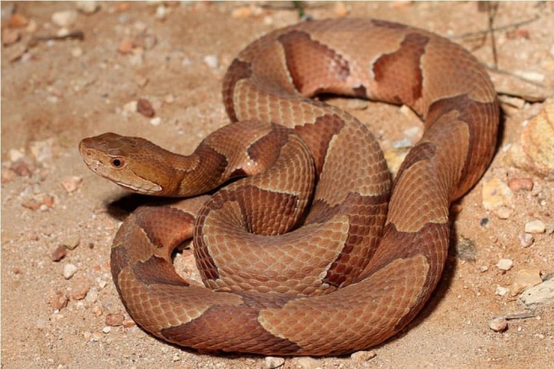 Copperhead Snake