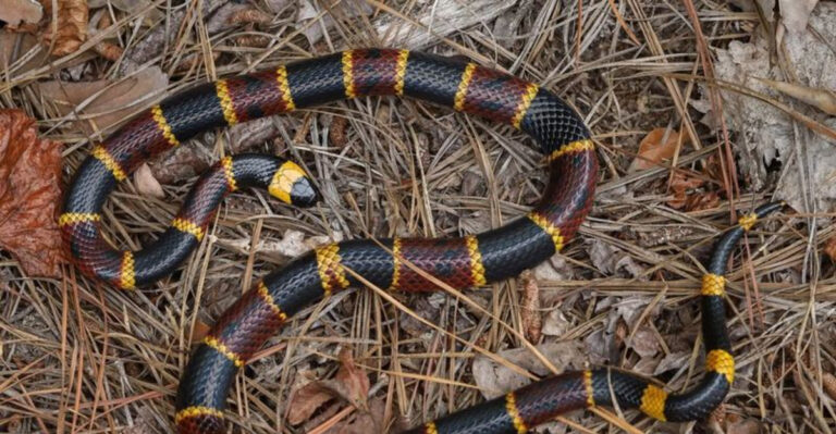 coral snake
