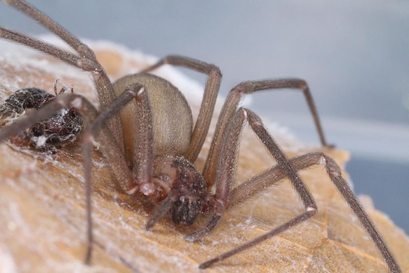 Brown Recluse Spider