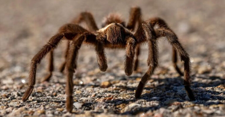 tarantula on the road