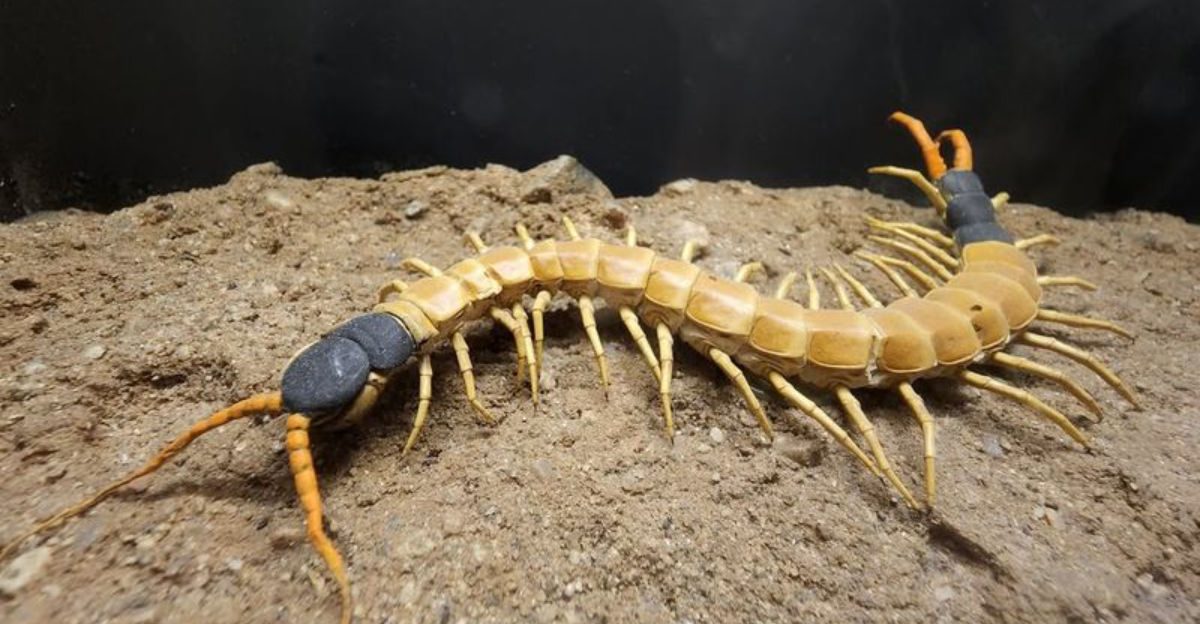 10 Poisonous Creatures Nevada Residents Need To Recognize