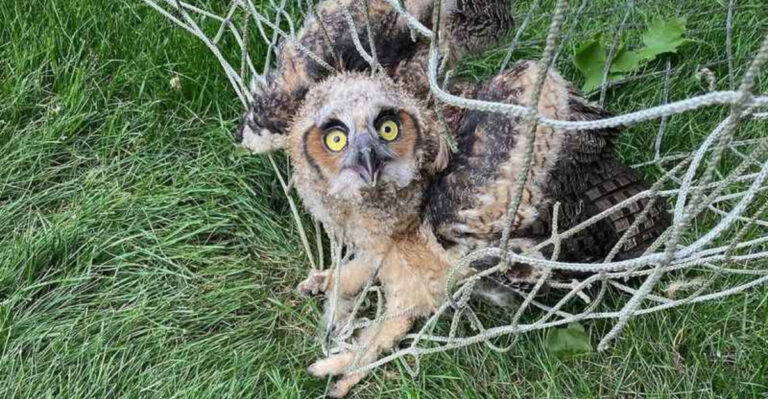 great horned owl tangled in net