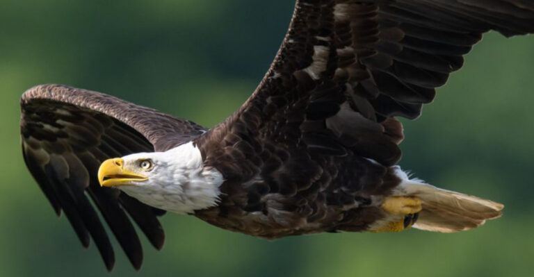 bald eagle