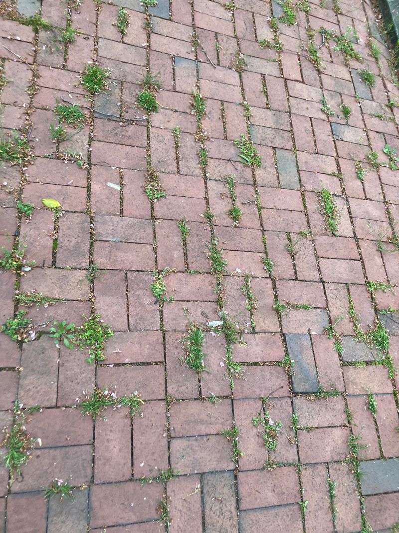 Natural Weed Control Without Harsh Chemicals