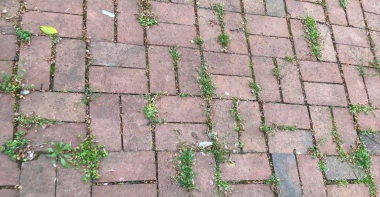 weed on walkway