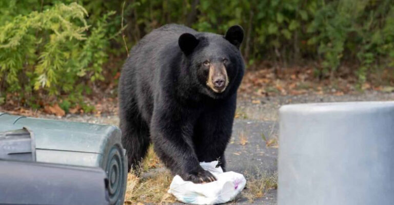 black bear in backyard
