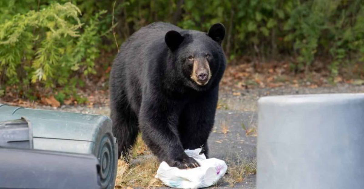 10 Signs A Black Bear Passed Through Your Colorado Yard