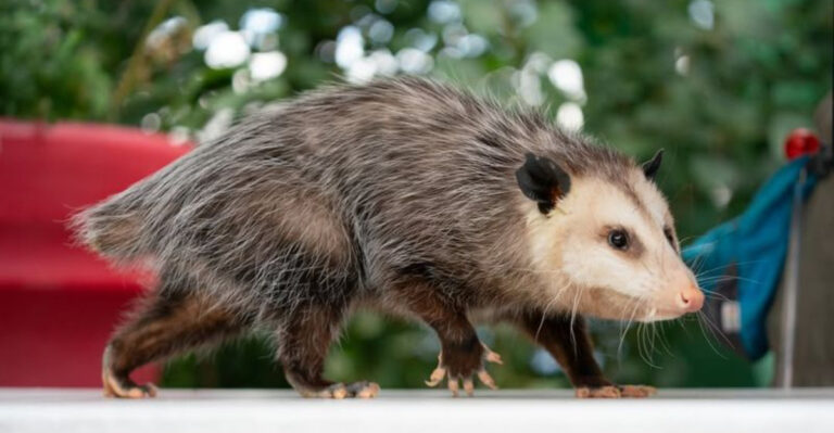 opossum