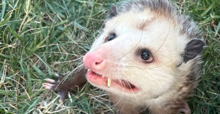 opossum in a yard