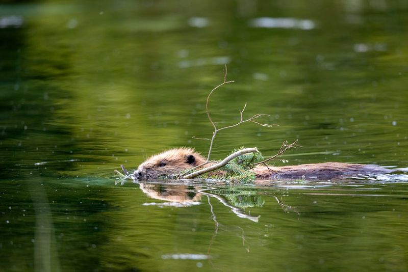 Observe From A Safe Distance