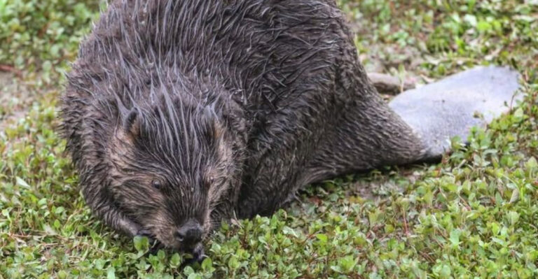 beaver on a lawn