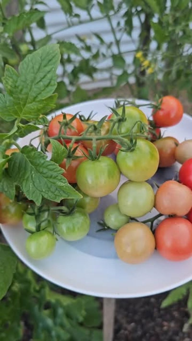 Choosing The Wrong Tomato Varieties For Cool Climates