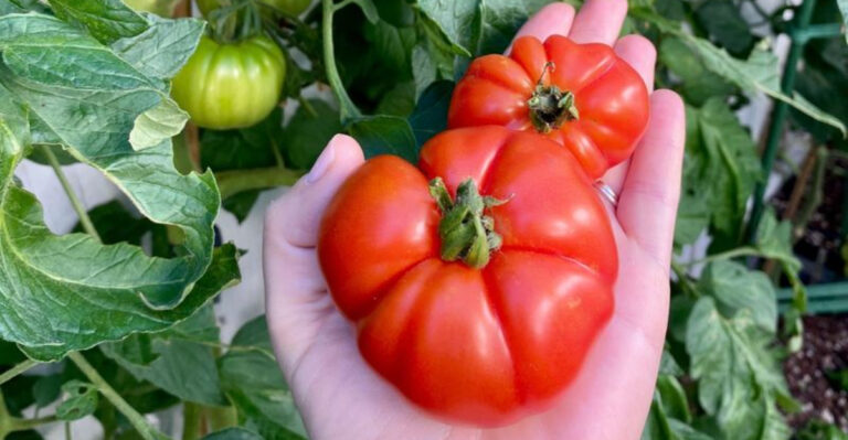 10 Surprising Reasons Your Homegrown Tomatoes Lack Flavor In Michigan