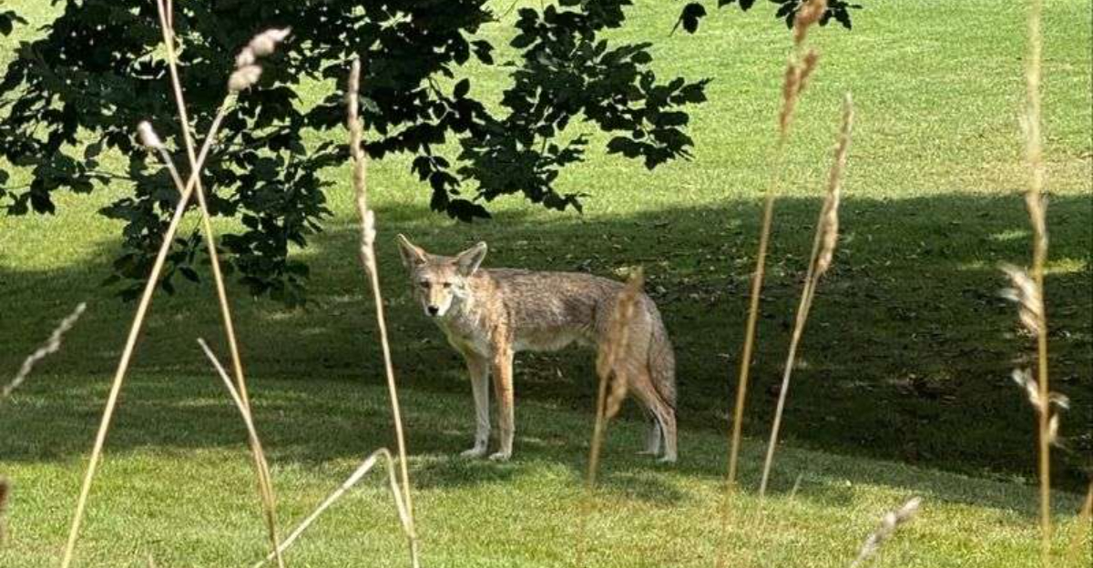 10 Things That Help You Reveal A Coyote Has Been In Your Arizona Yard
