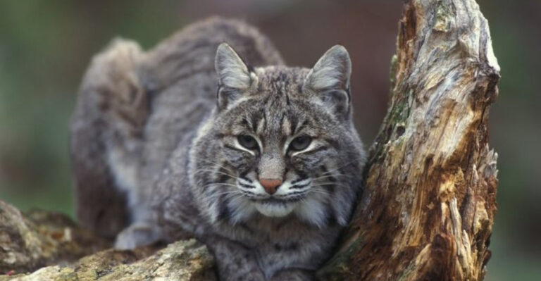 bobcat