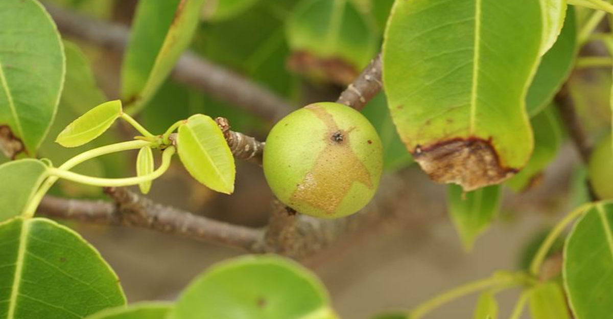 10 Toxic Trees You Should Avoid Planting In Any Florida Yard