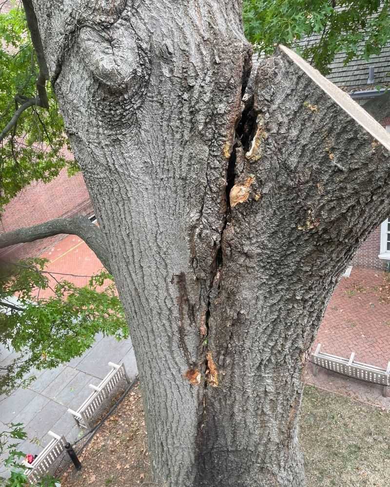 Hazardous Trees