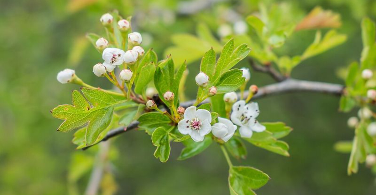 10 Trees Oregon Homeowners Should Remove To Avoid Costly Fines