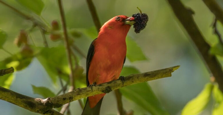 bird on red mulberry tree