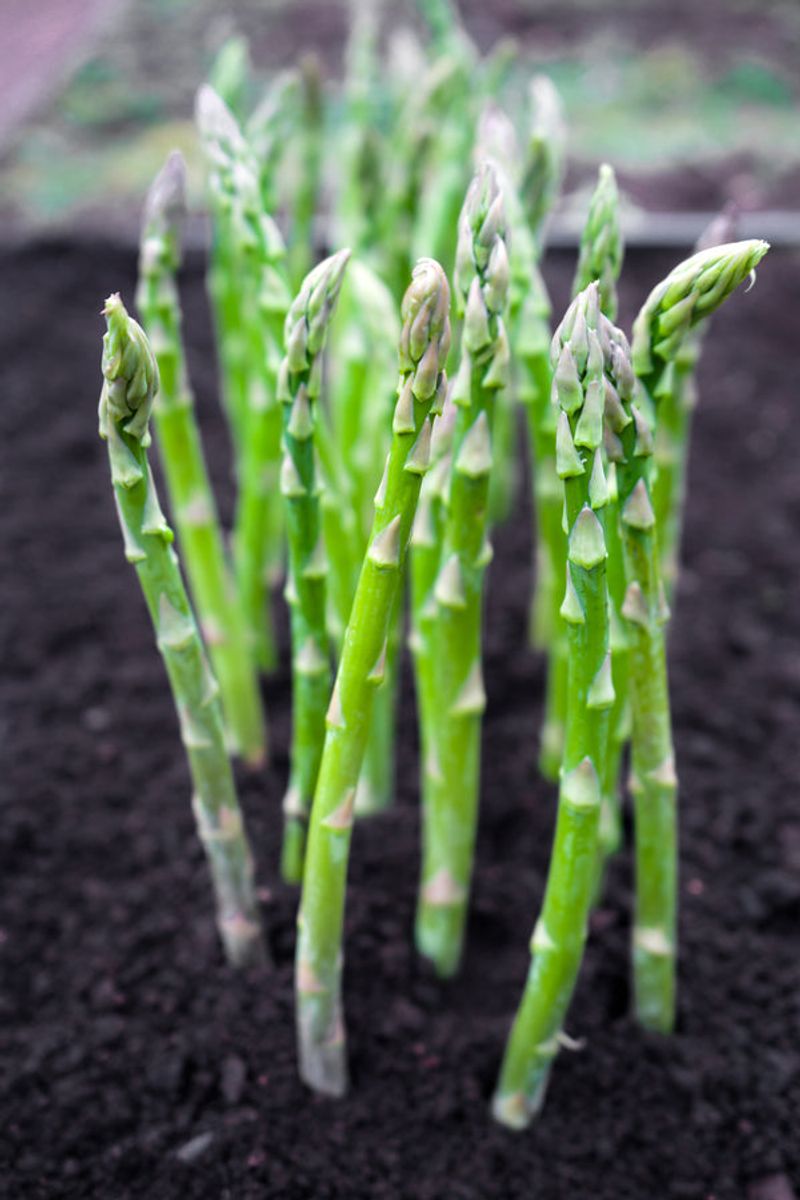 Asparagus