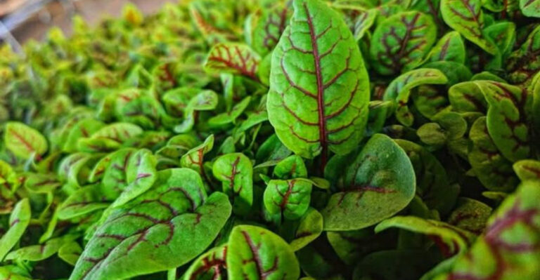 Veggies (featured image)