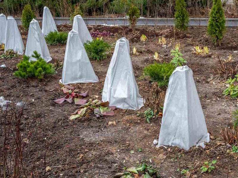 Cover Tender Plants With Fabric Or Sheets