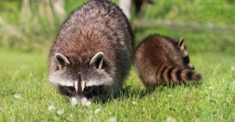 mother raccoon with her young