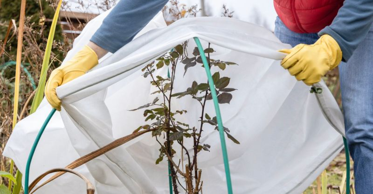 covering plant before frost