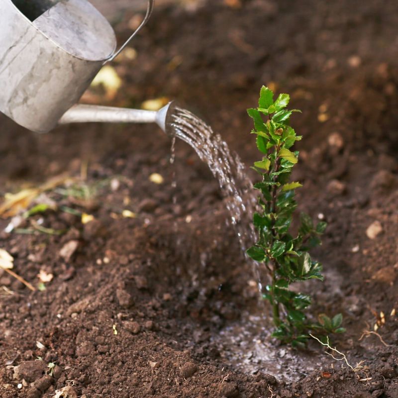 Neglecting To Water During Dry Spells