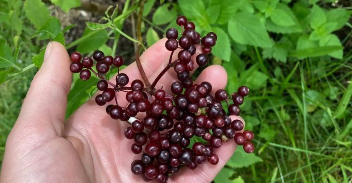 shrubs (featured image)