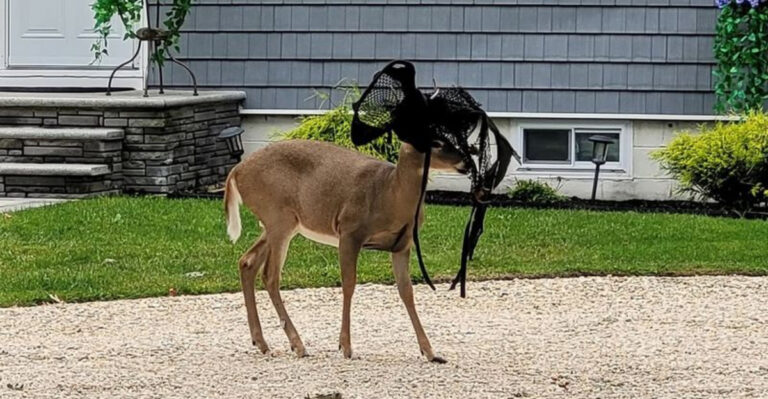 deer tangled in net