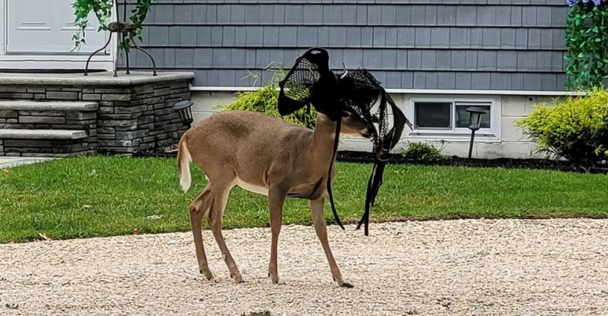deer tangled in net