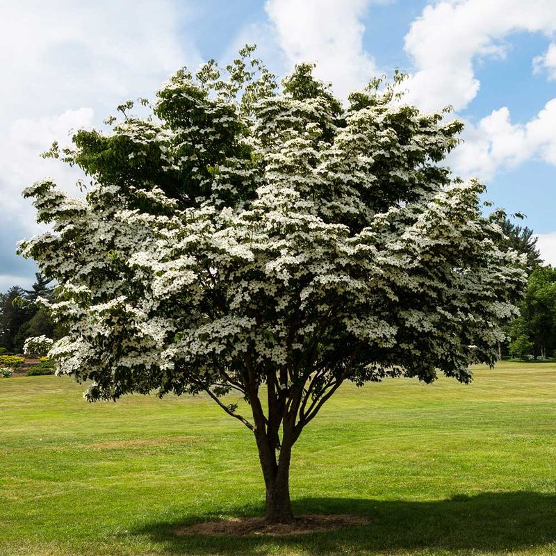 11. Kousa Dogwood