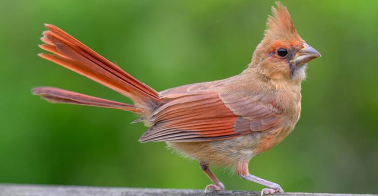 bird (featured image)