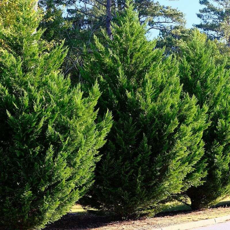 Leyland Cypress