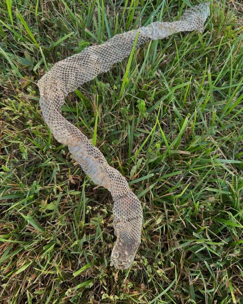 Shed Snake Skin Left Behind
