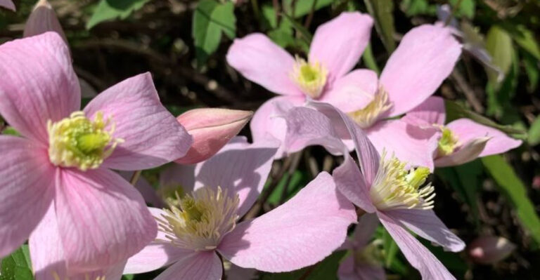 montana clematis