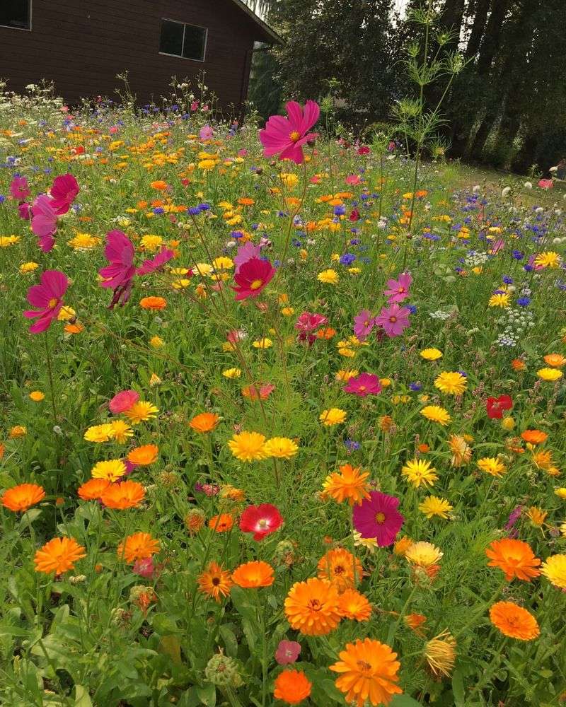 Native Wildflower Meadows