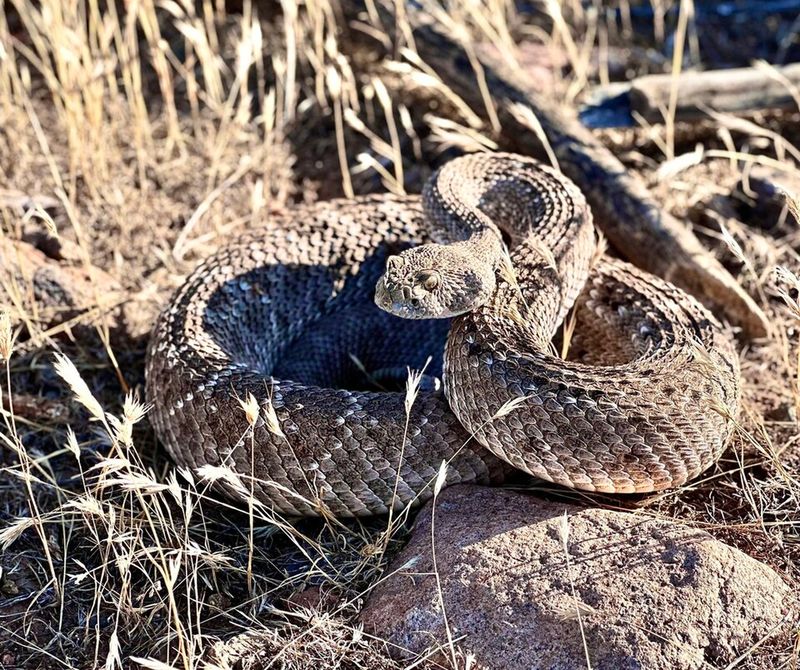 Western Diamondback Rattlesnake